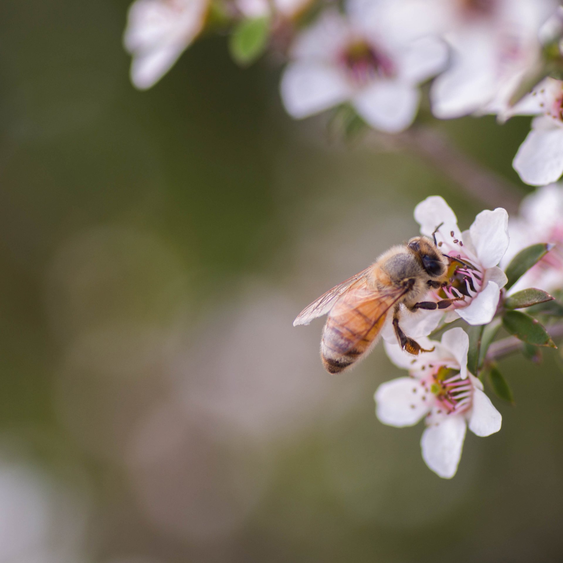 Manuka Flower